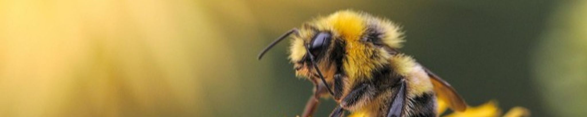 Cover for Beth Elaine Wentz's Obituary