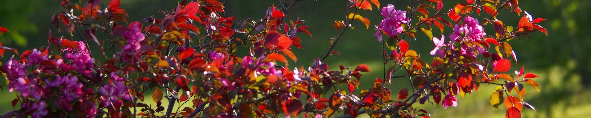 Cover for Denise Shewell's Obituary