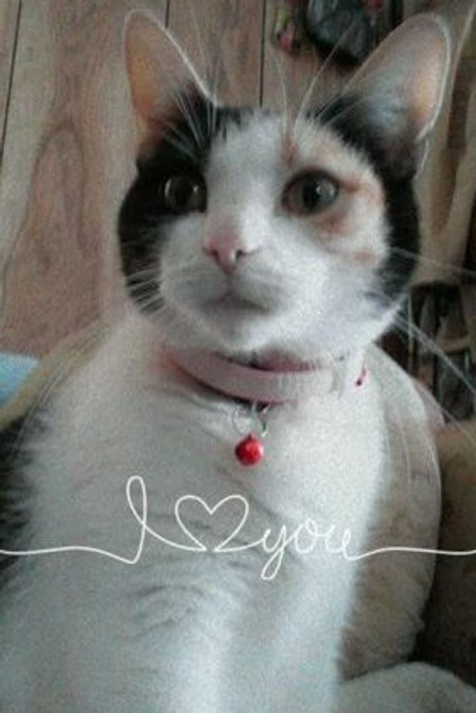 Angel Lynn Merseal