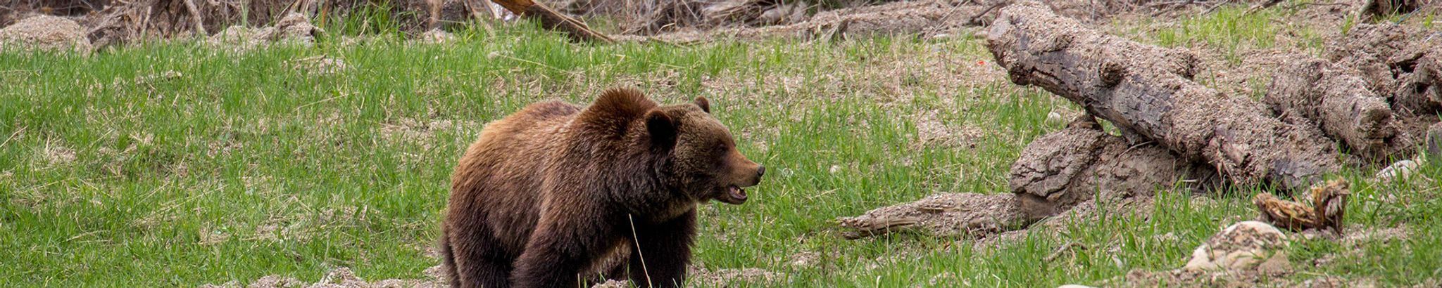 Cover for Christopher Cody Michael Longman's Obituary