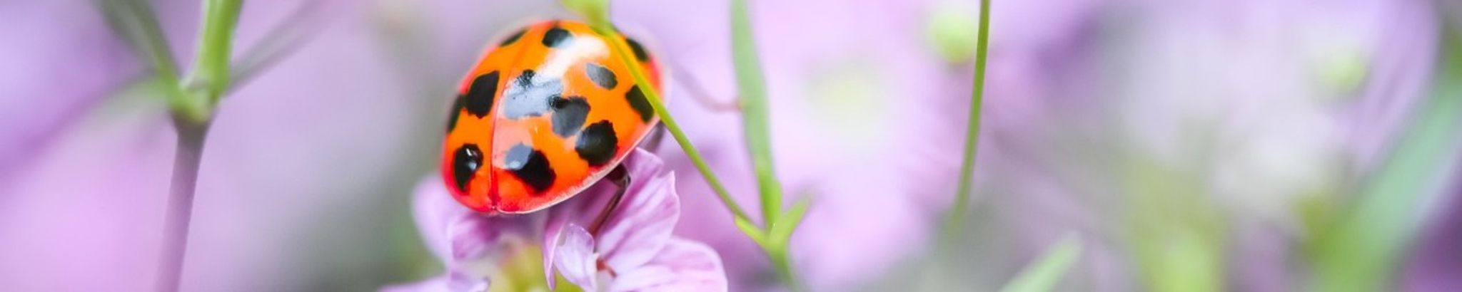 Cover for Kathleen A. Cunningham's Obituary