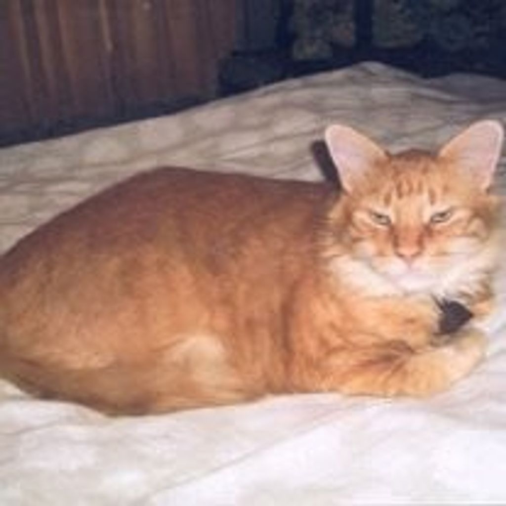 Simba Johns Profile Photo