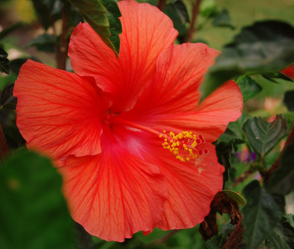 Rose M. Kokoski