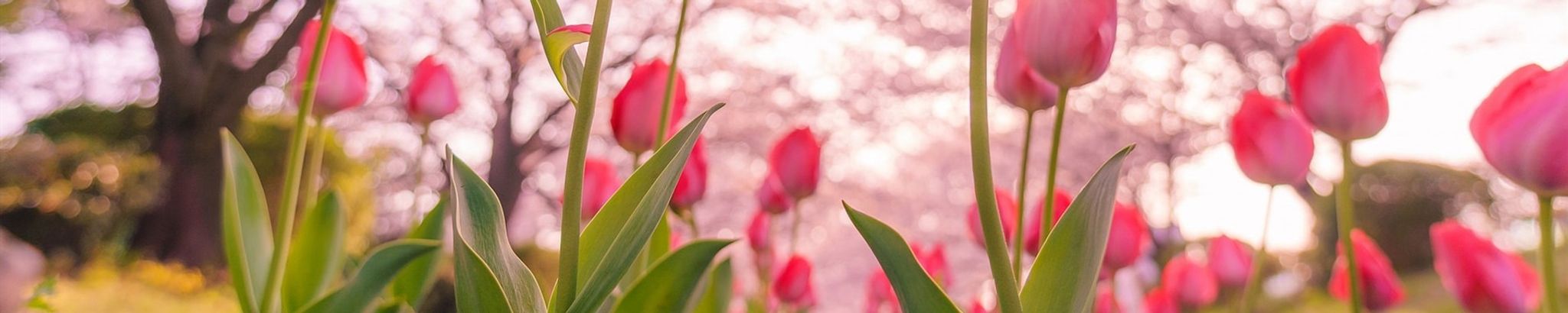 Cover photo for Ercilia Ramirez Short's Obituary