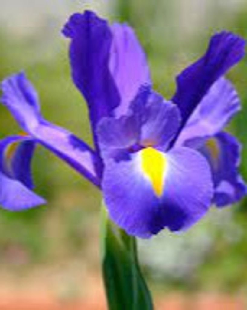 Iris Anne Johnston