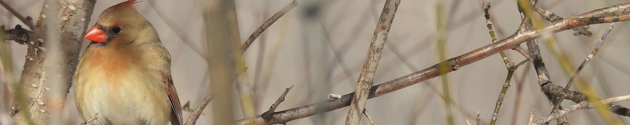 Cover for Elaine Schwaller's Obituary