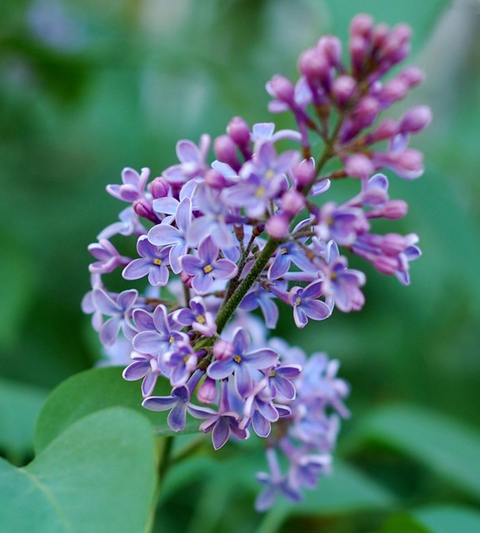 Cover photo for Linda Lou Vadzemnieks's Obituary