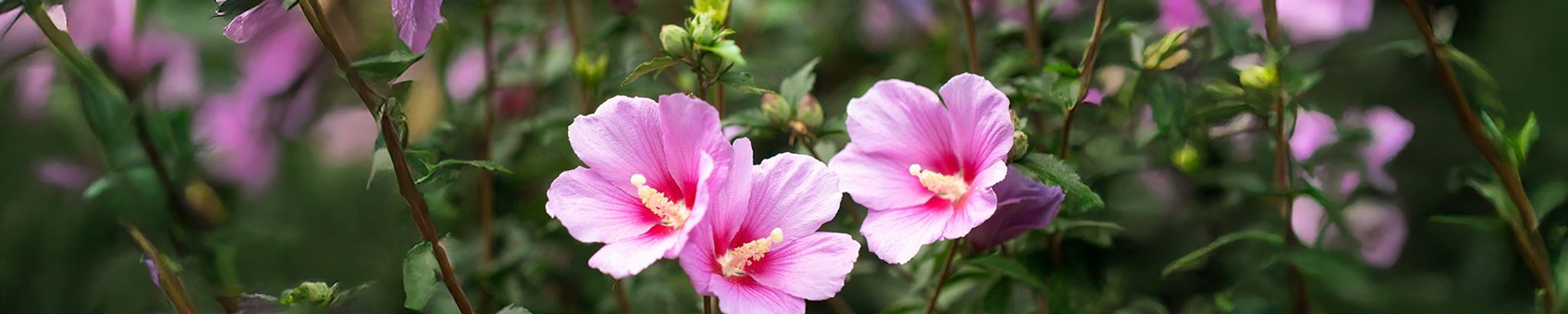 Cover photo for Jean H. Dowse's Obituary