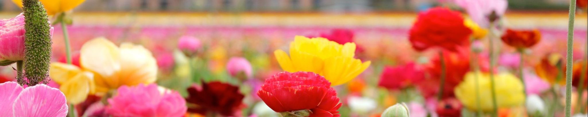 Cover for Audrie Laneal Berry's Obituary