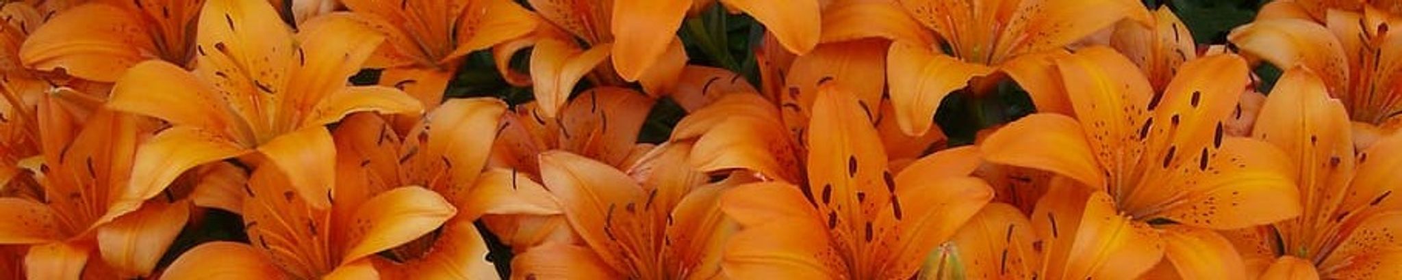 Cover photo for Alice Annette Davis's Obituary