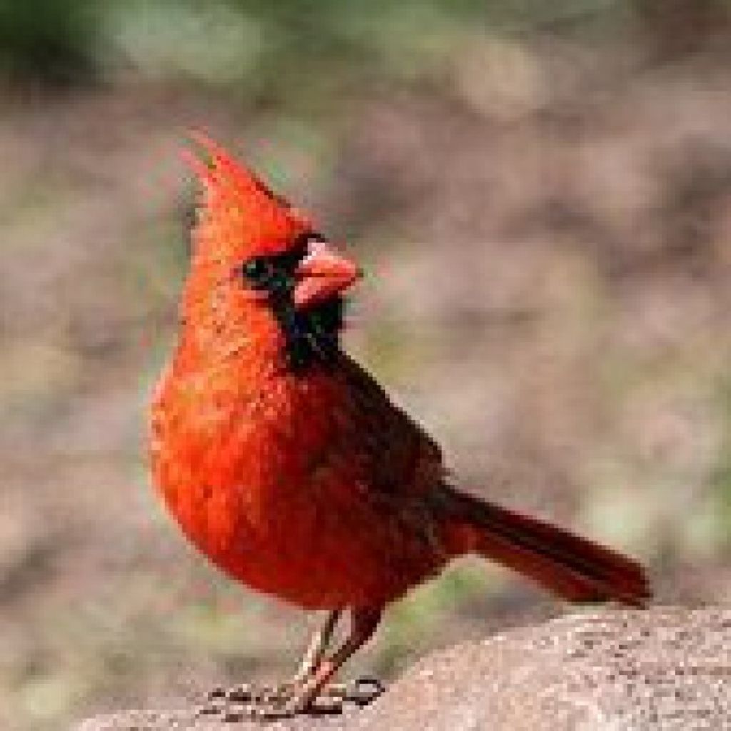 Rafael Garcia-Melendez Profile Photo