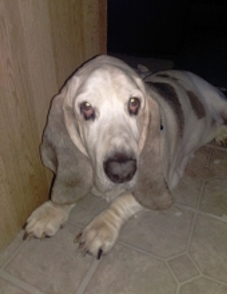Hooch Elkins Profile Photo