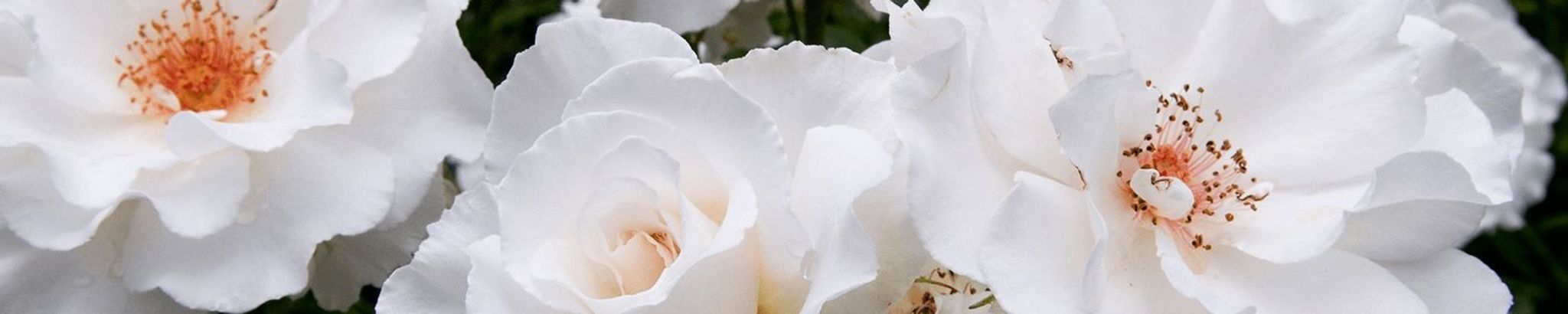 Cover photo for Margaret Ann Mayhue's Obituary