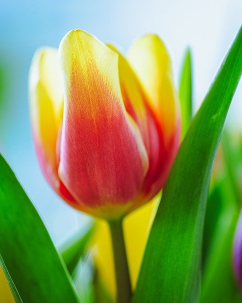 Cynthia Shaver Boyd Profile Photo