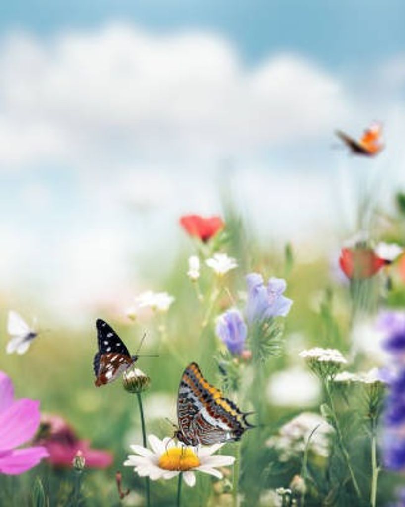 Susan Tandy Burton Profile Photo