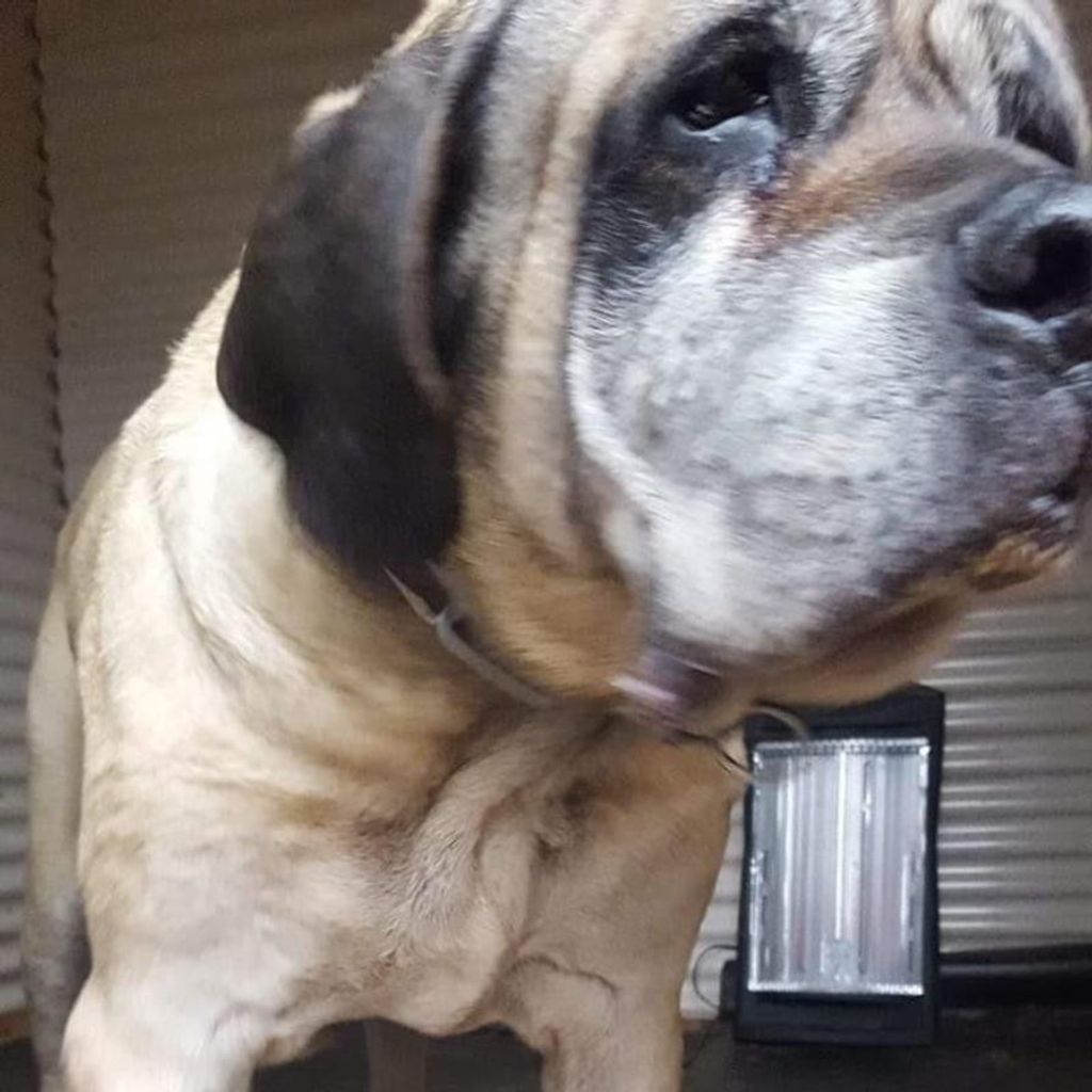 Goochie Lovell-Jackson Profile Photo