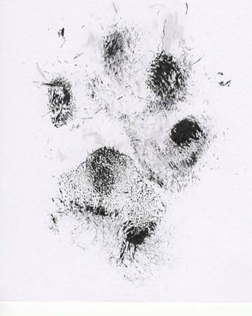 Maya Lagunas Profile Photo