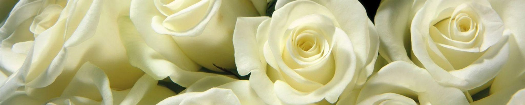 Cover photo for Cindy Lynn Kunkel's Obituary