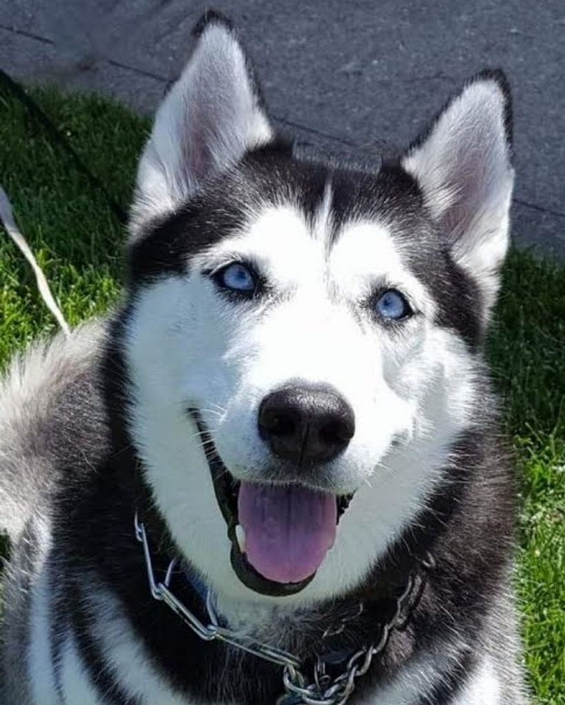 Sascha Nelson Profile Photo