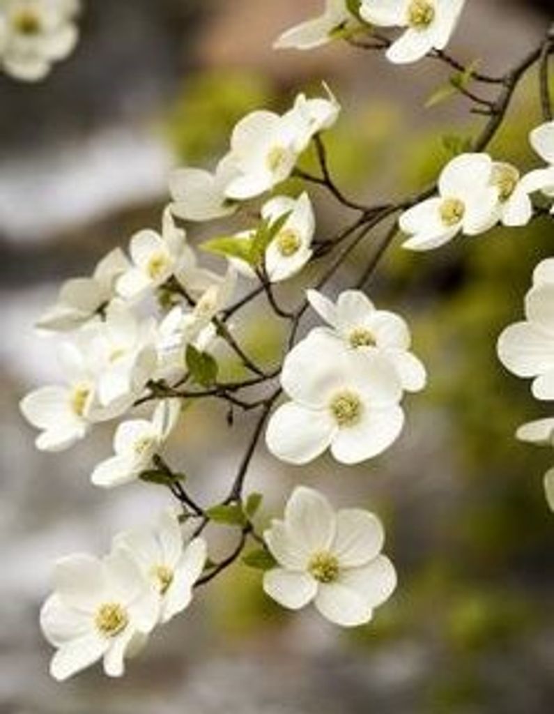 Linda Doreen Henley Profile Photo