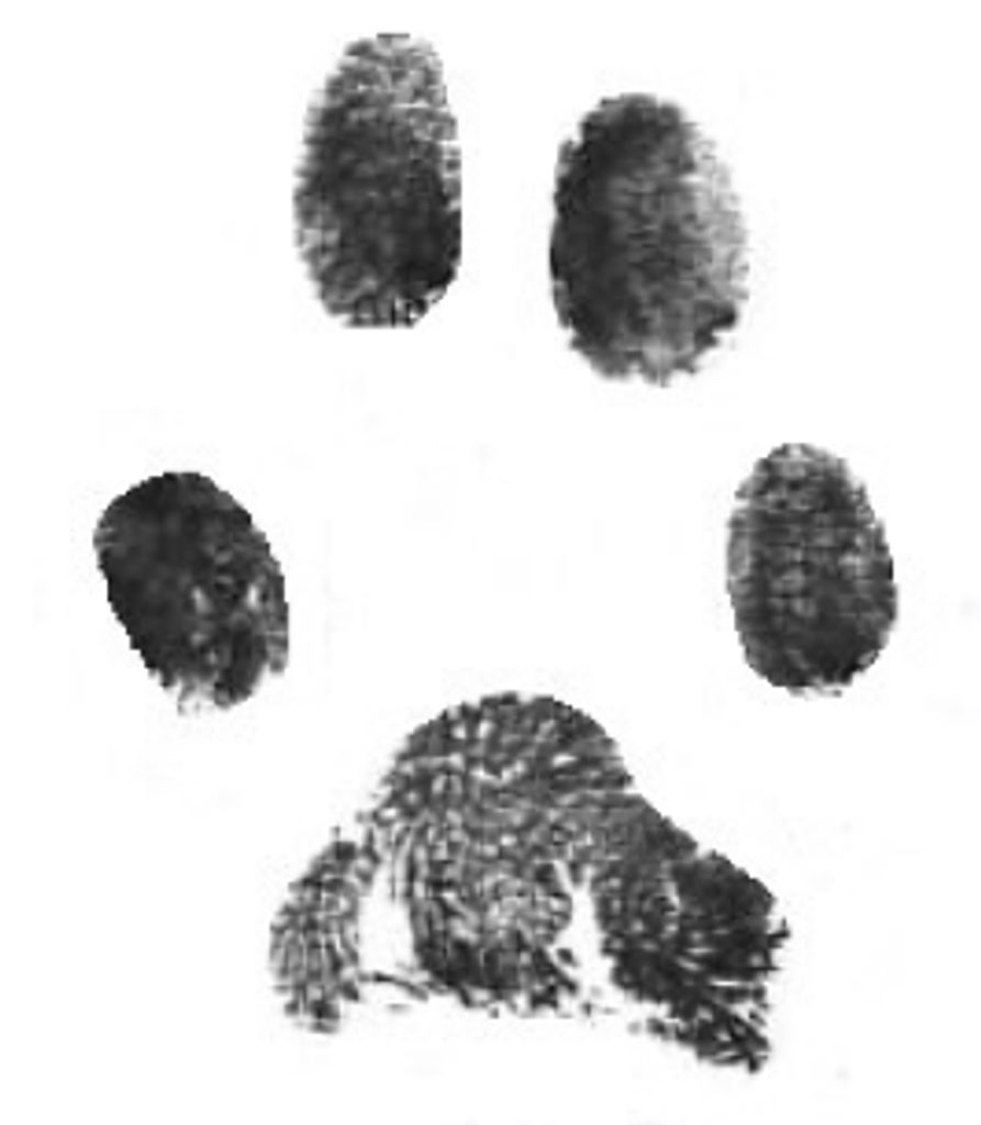 Prue Sandchez