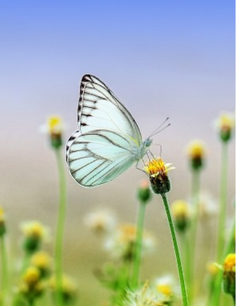 Victoria Elise Yocam Profile Photo