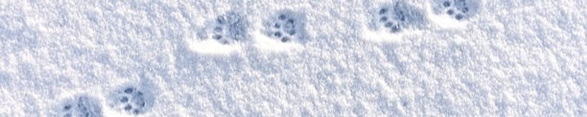 Cover for Julie Diane Kelley's Obituary