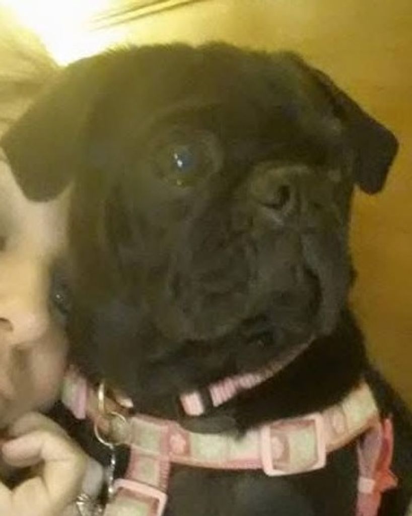 Dottie Rose Pug Dry Profile Photo