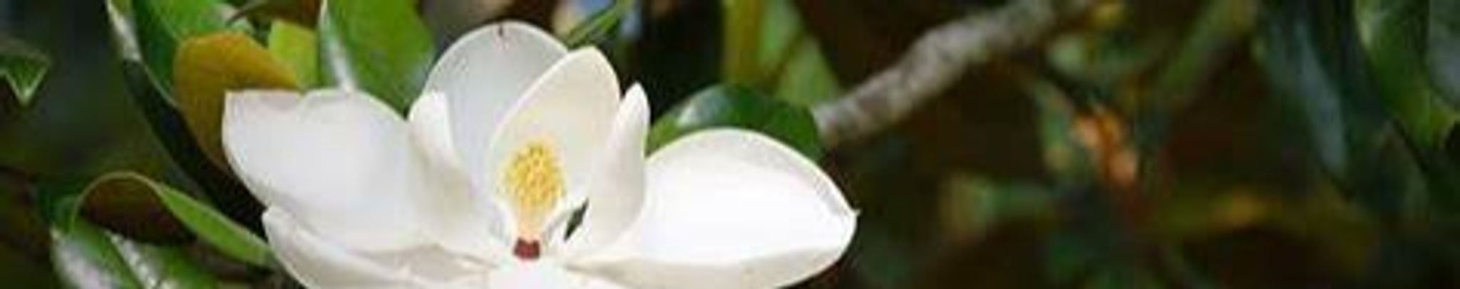 Cover photo for Nancy L. Thomas's Obituary