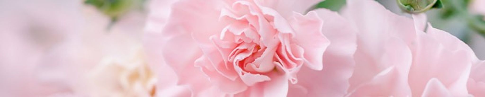 Cover photo for Pearl Couch's Obituary