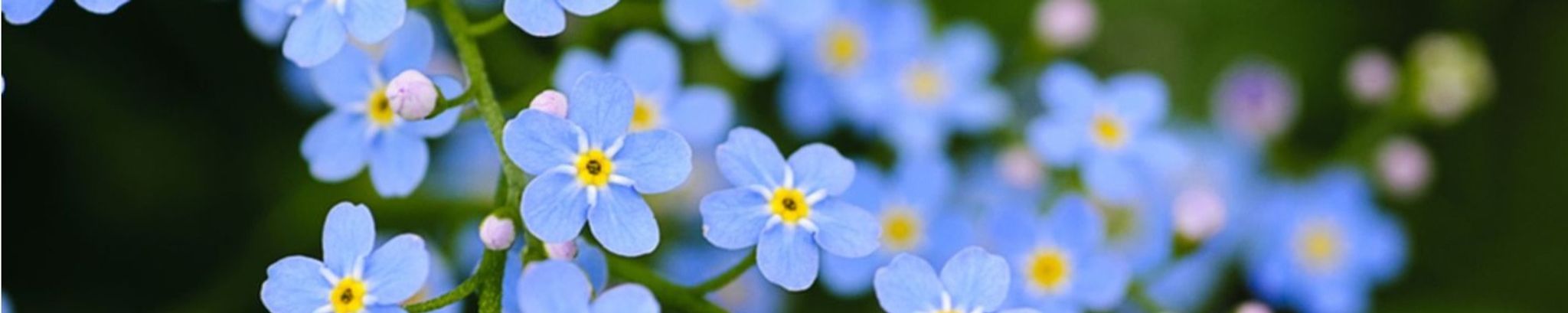Cover photo for Florence Remillard's Obituary