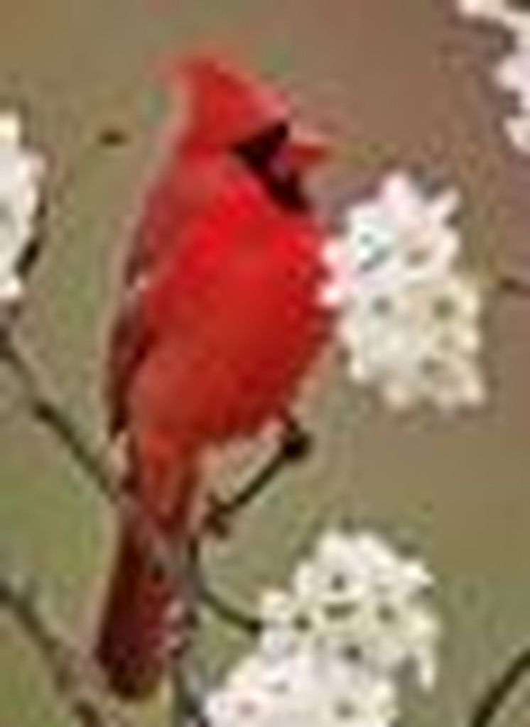 Florence Gloria Kanouse