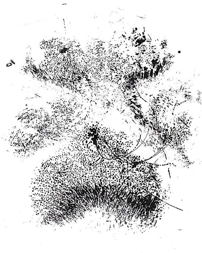 Bandit Spoon Profile Photo