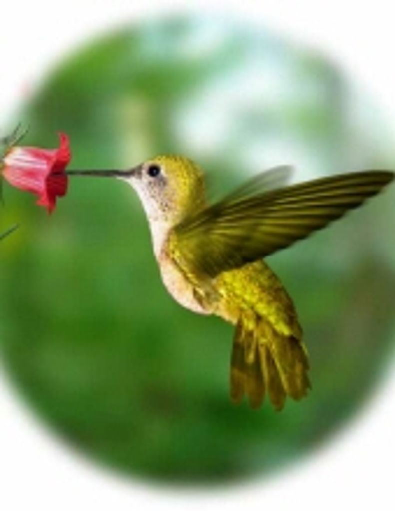 Cynthia Louise Hicks -Gfh