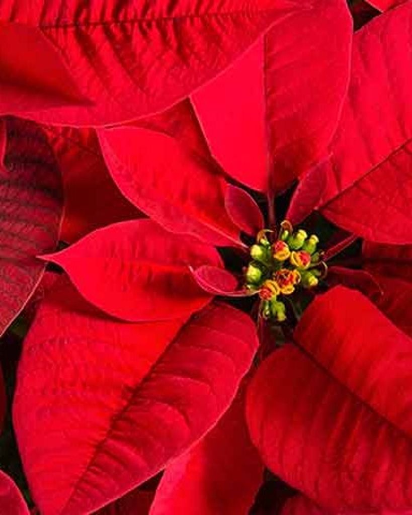 Shirley J Brandenburg Profile Photo