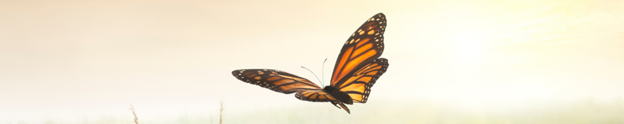 Cover for Kathy Kay Carrigan's Obituary