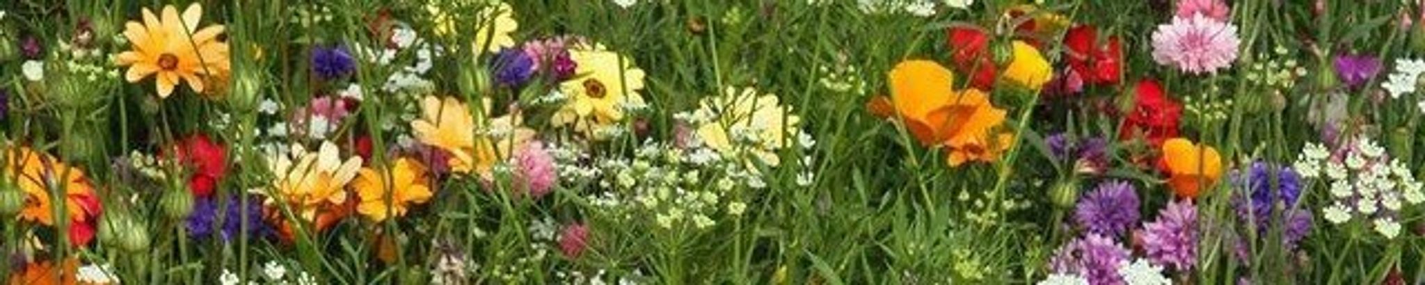 Cover photo for Barbara George's Obituary