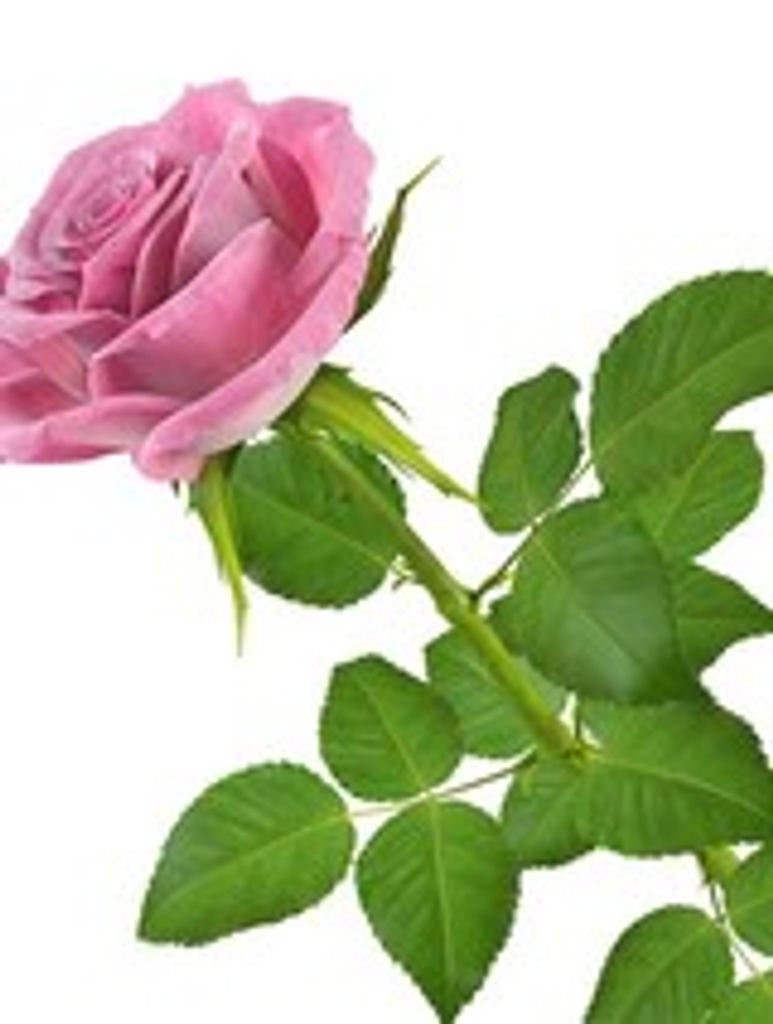 Rose Williams