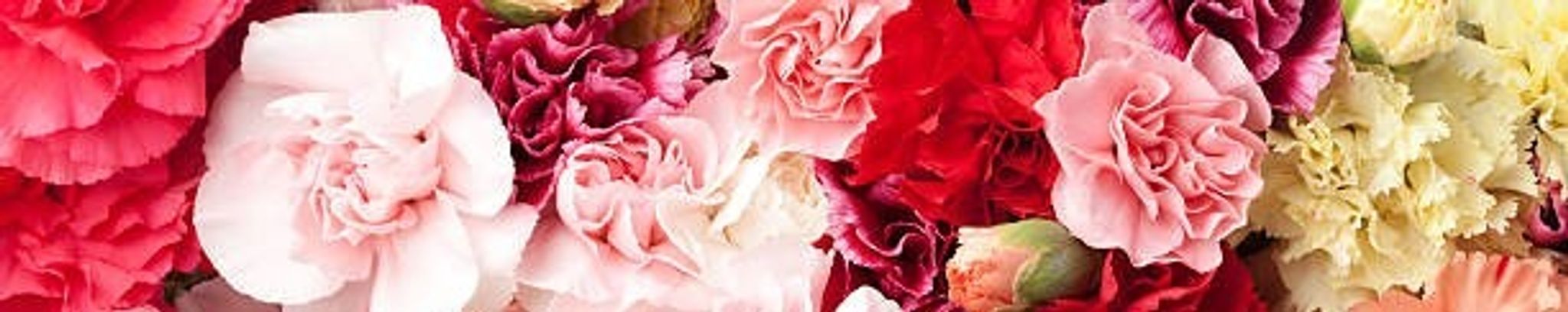 Cover photo for Marion May Pace-Lewallyn's Obituary