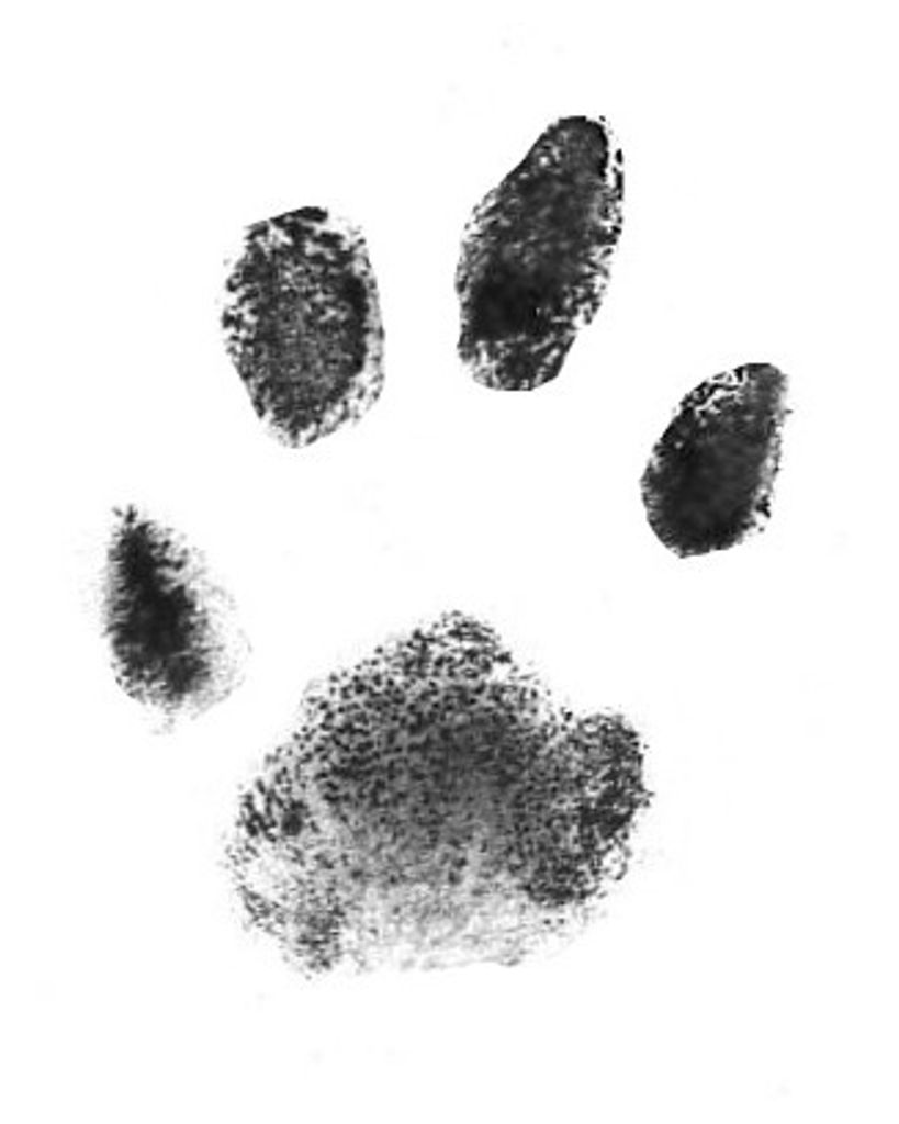 Bellatrix Hooks Profile Photo