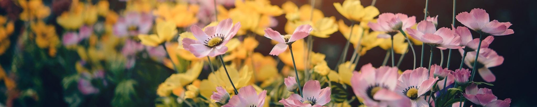 Cover for Alice Gail Clements's Obituary