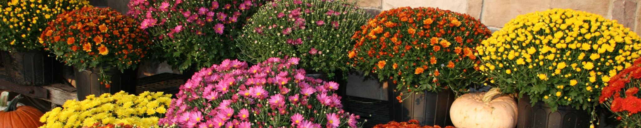 Cover for Angela Huff's Obituary