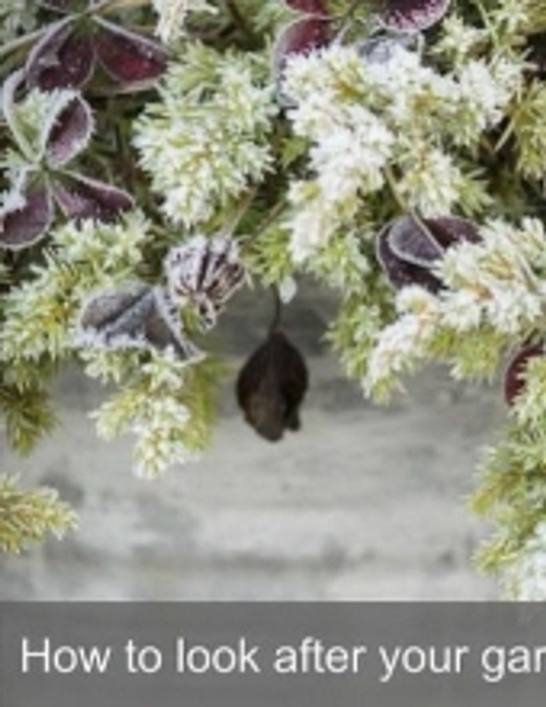 Pauline Evelyn  Pickering