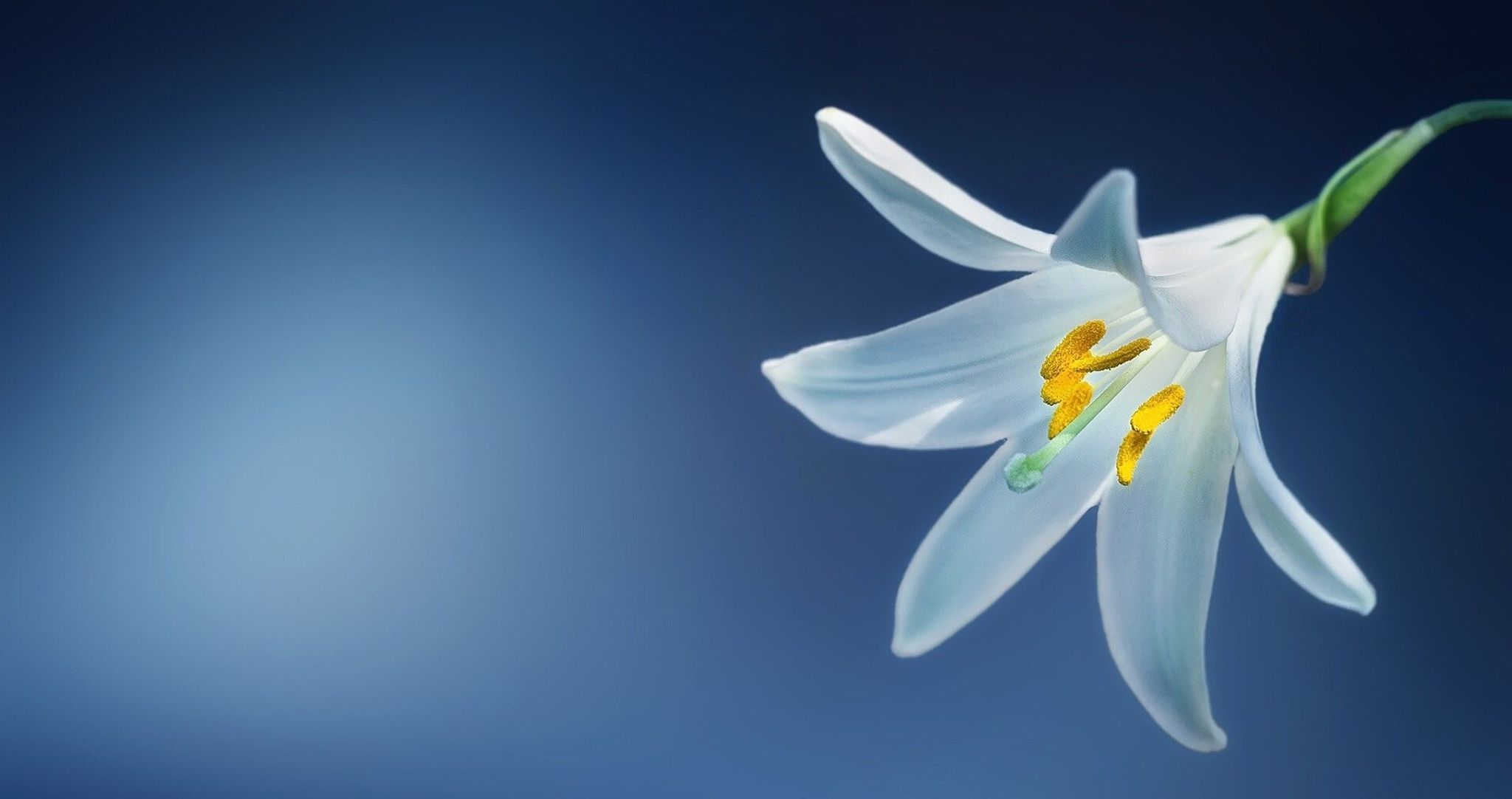 Cover for Donna Janet Buehl's Obituary