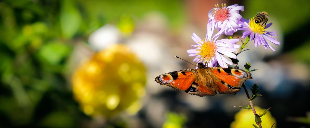 Geneva Dawn Wright Holt Profile Photo