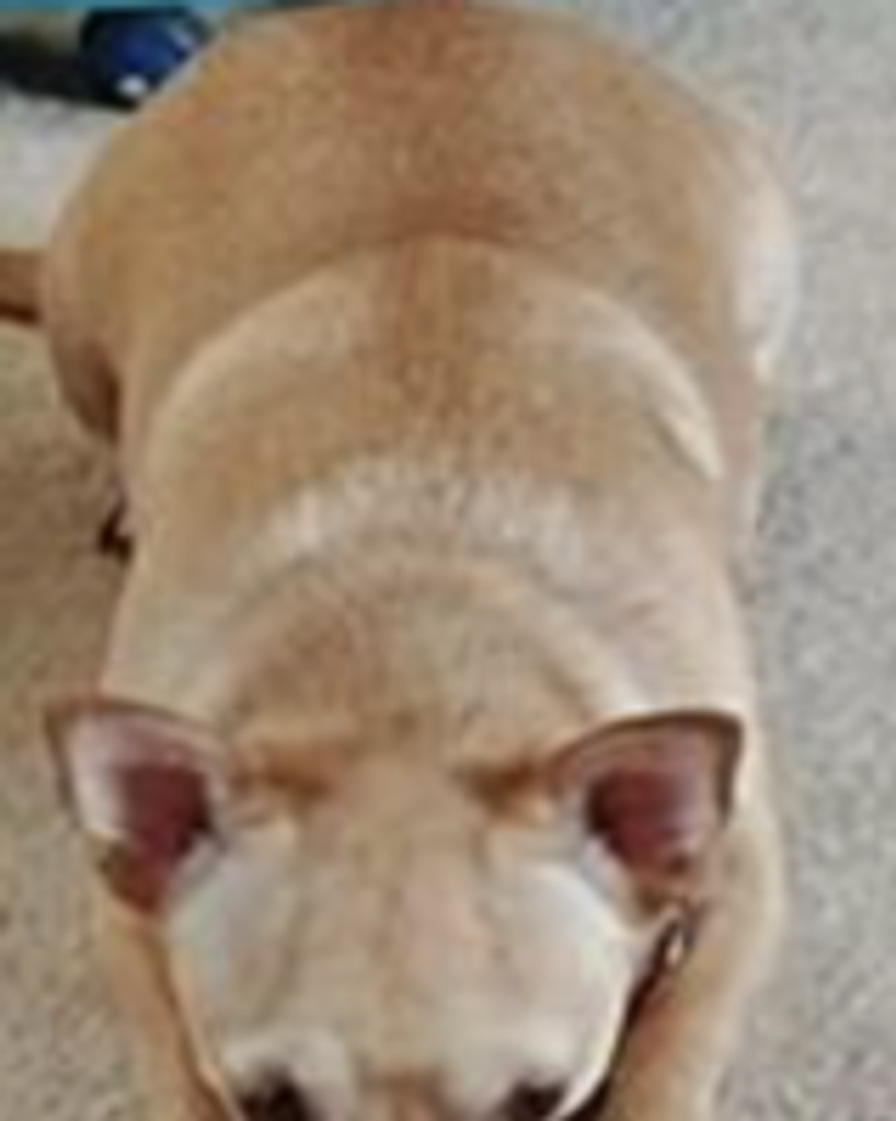 Opie Ortiz Profile Photo