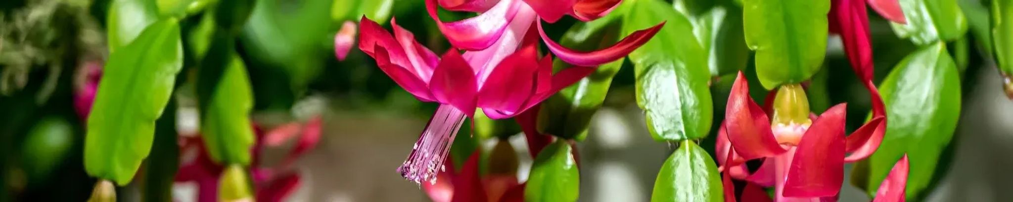 Cover for Peggy M. DeSarno's Obituary