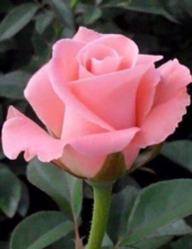 Sharon Anne Merchant