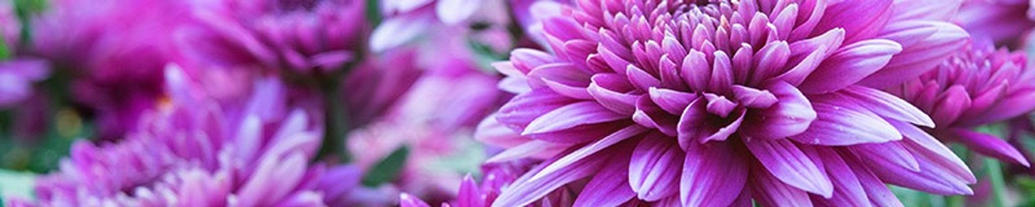 Cover for Retta Fay Cate's Obituary