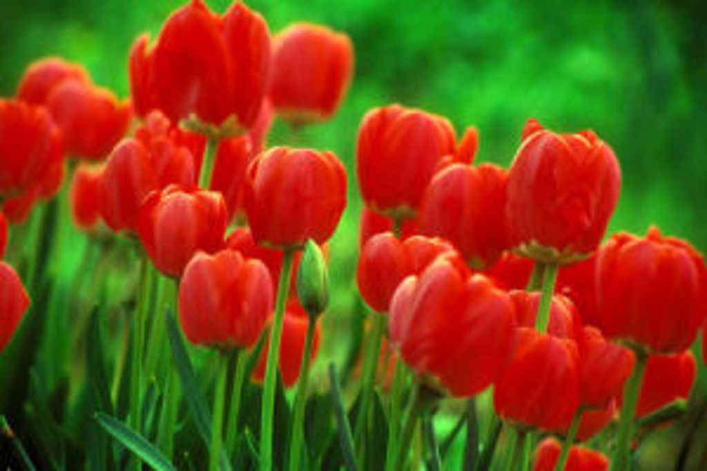 M. Peanut (English)  Kymble Profile Photo